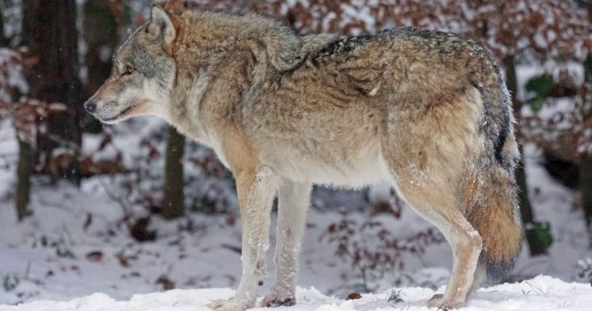 GMINA DYDNIA: Wilki podchodzą blisko domów, apel o ostrożność