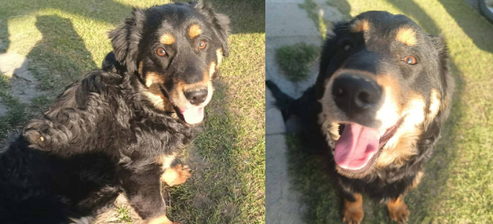 SANOK: Maniuś pilnie szuka domu! 10-miesięczny piesek czeka na nową rodzinę