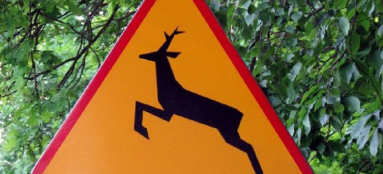 Kolizja z dzikim zwierzęciem? Wskazówki i apel policji