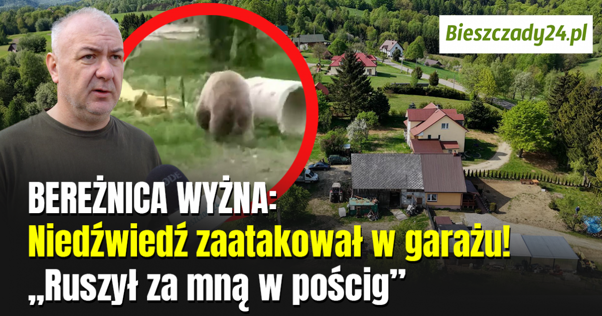 Niedźwiedź zaatakował w garażu! „Ruszył za mną w pościg” [VIDEO]