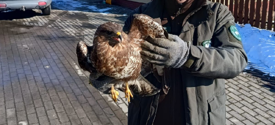 Bohaterska akcja nadleśnictwa Brzozów. Uratowali wyziębionego myszołowa!