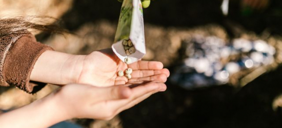 Nasiona holenderskie – czym różnią się od standardowych nasion?