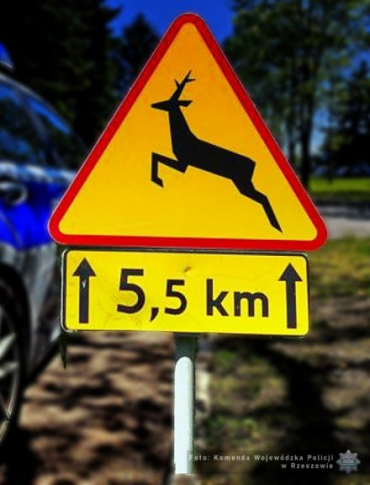 Uważajmy na drodze! Kolizje z dzikimi zwierzętami