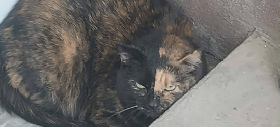 SANOK: Znaleziono kota przy szkole medycznej. Trwają poszukiwania właściciela