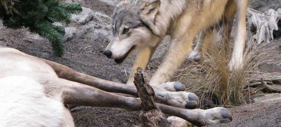 NASZA AKCJA: Ataki wilków. Pomóżmy rolnikom z Podkarpacia! (VIDEO)