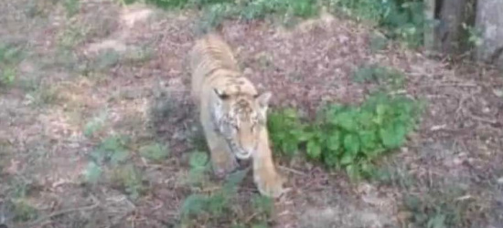 Tygrys uciekł z zoo. Może być niedaleko Bieszczadów! Ostrzeżenie policji (ZDJĘCIE)