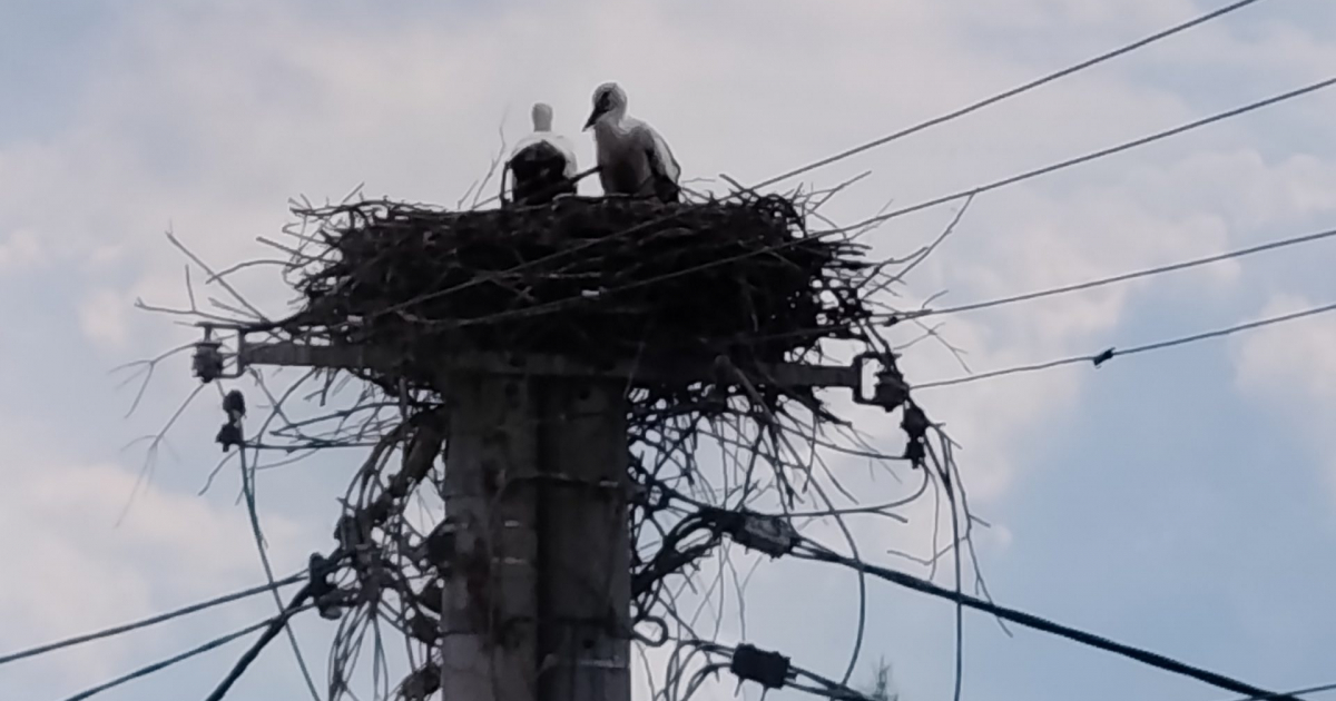 SANOK. Bocianie gniazdo blisko przewodów energetycznych. Energetycy zamontują platformę!