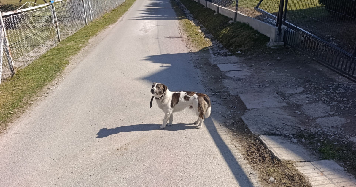 SROGÓW GÓRNY: Czy rozpoznajesz tego pieska? Od dwóch tygodni błąka się między domami