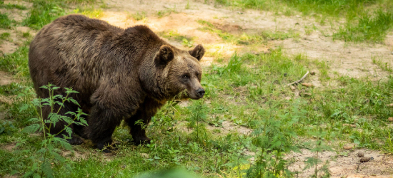 BIESZCZADY. Niedźwiedź terroryzuje mieszkańców. Wójt interweniuje w GDOŚ