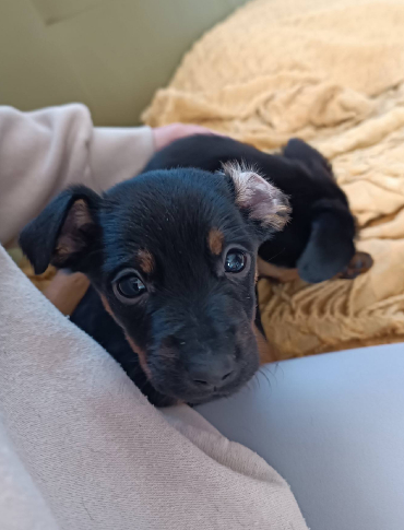 Będą niewielkie, ale kochają najmocniej. Te maluchy czekają na nowych właścicieli