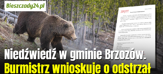 Niedźwiedź w gminie Brzozów! Burmistrz wnioskuje o odstrzał