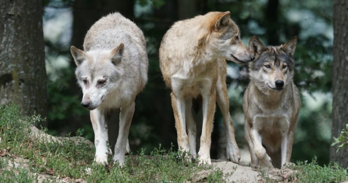 PRUSIEK: Wilki zagryzły psa! Sołectwo apeluje o ostrożność