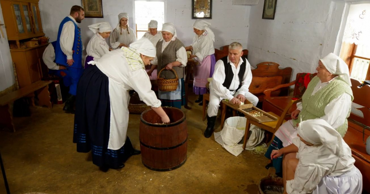 Jak prababki w Strachocinie kapustę kisiły – tradycja w Muzeum Budownictwa Ludowego [VIDEO]