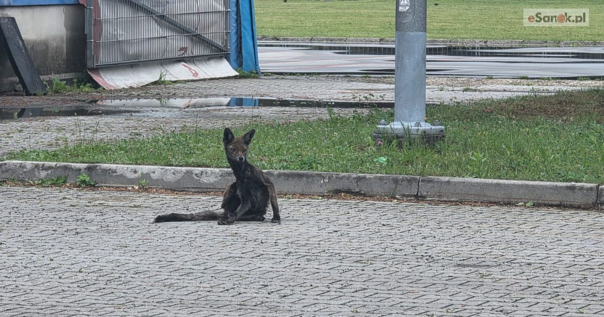 Niepokojące nagranie z Sanoka. Wycieńczony lis na obiektach MOSiR [VIDEO]