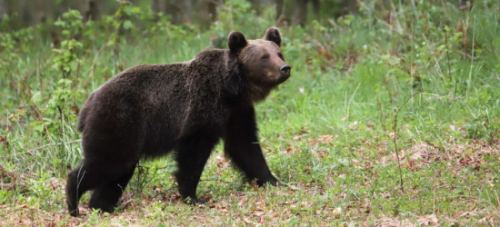 TURYŚCI: Agresywny niedźwiedź grasuje w okolicach Sinych Wirów