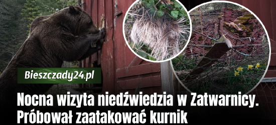 Nocna wizyta niedźwiedzia w Zatwarnicy. Dobierał się do kurnika [ZDJĘCIA]