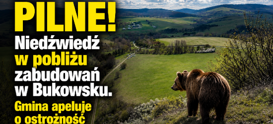 Niedźwiedź w pobliżu zabudowań w Bukowsku. Gmina apeluje o ostrożność