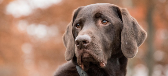 PODKARPACIE. 44-latek odpowie za zabicie psa ze szczególnym okrucieństwem!