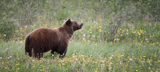 Niedźwiedzica ruszyła do ataku. Dramatyczne sceny w Bieszczadach