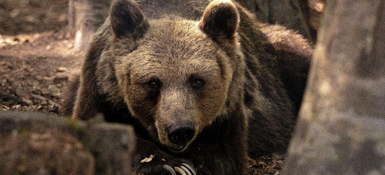 Niedźwiedź w gminie Chorkówka. Wydano ostrzeżenie dla mieszkańców