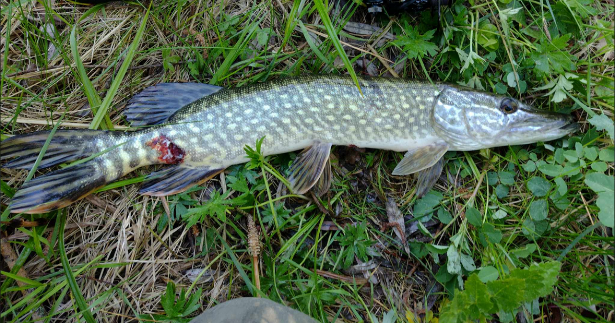 Chore ryby w łowisku w Hłomczy. Leczenie za drogie (ZDJĘCIA)