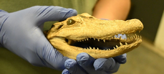 Udaremniono przemyt chronionego okazu aligatora (ZDJĘCIA, VIDEO)