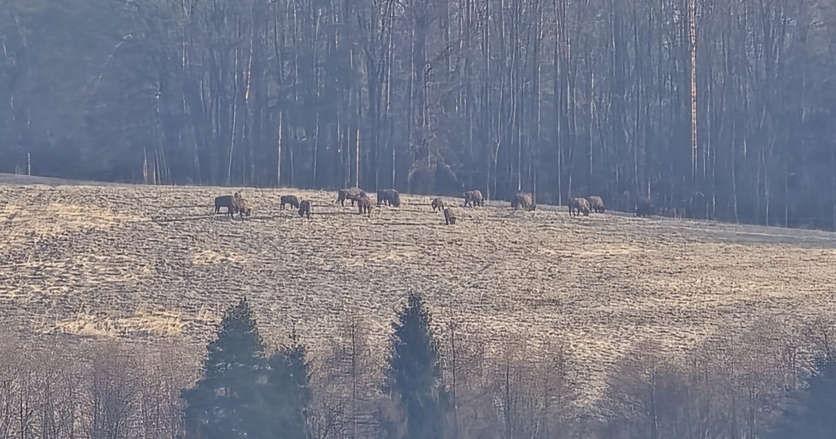 ZAGÓRZ: Wielkie stado żubrów przyłapane na łące! Zobacz nagranie [VIDEO, ZDJĘCIA]