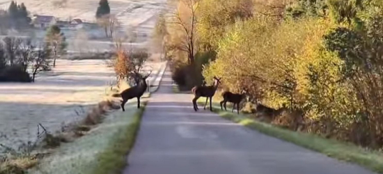 Nawet wśród zwierząt można spotkać prawdziwego Dżentelmena (VIDEO)