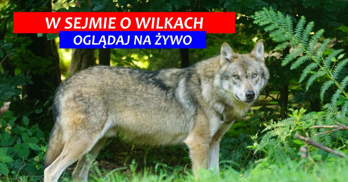 W Sejmie o zarządzaniu populacją wilka w Polsce! (NA ŻYWO)