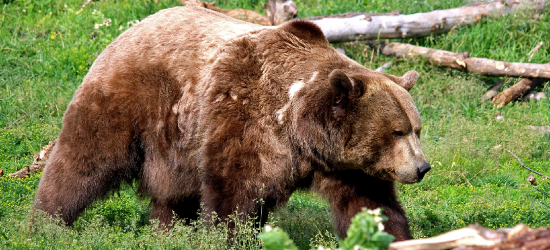 Z OSTATNIEJ CHWILI! Atak niedźwiedzia w Morochowie
