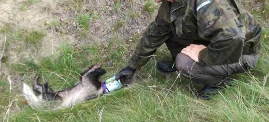 REGION: Miał borsuk sporo szczęścia. Głowa uwięziona w puszce po farbie (FOTO)
