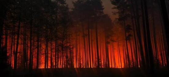 Czerwony alarm w podkarpackich lasach. Leśnicy apelują o rozwagę