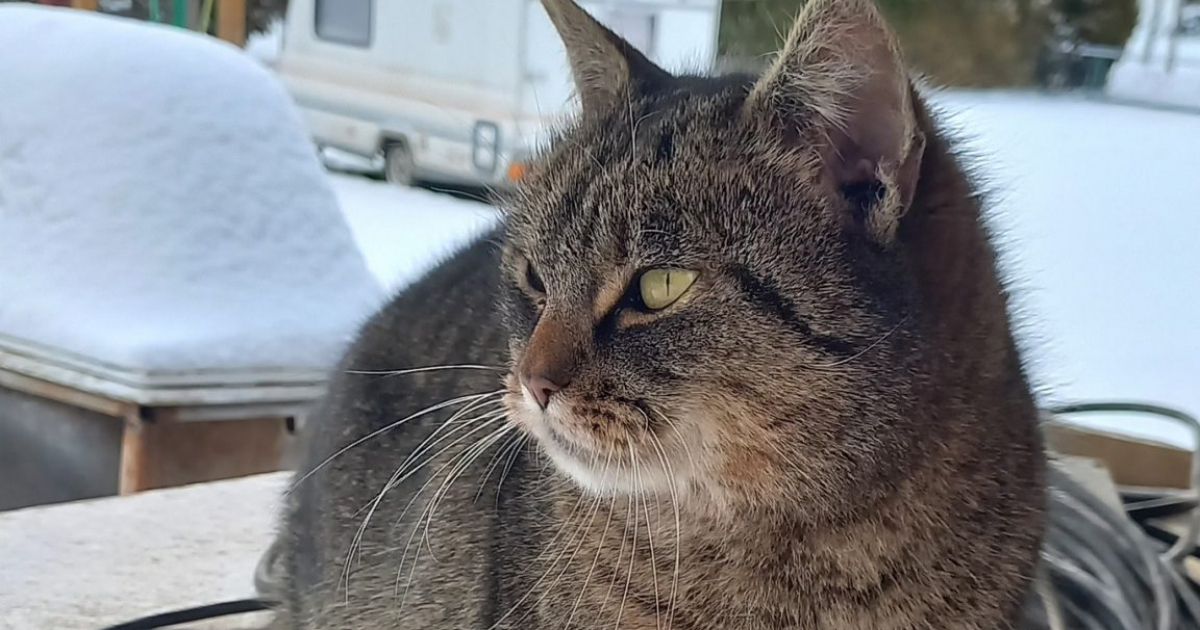 Kotek błąka się w Kostarowcach – szukamy właściciela