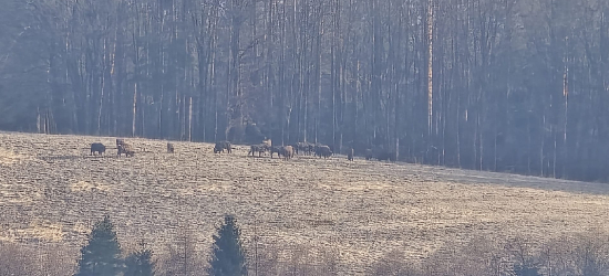 ZAGÓRZ: Wielkie stado żubrów przyłapane na łące! Zobacz nagranie [VIDEO, ZDJĘCIA]
