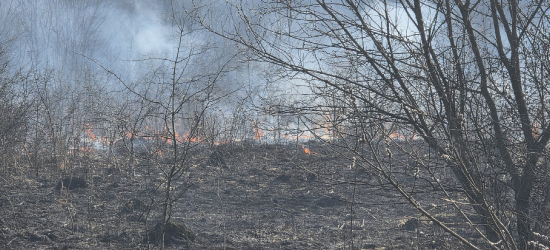 SANOK: Pożar traw na obwodnicy. Ogień po obu stronach drogi! [VIDEO, ZDJĘCIA]