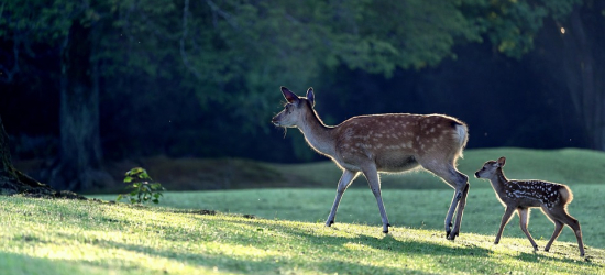 Kierowco, jedź ostrożnie i uważaj na dzikie zwierzęta!