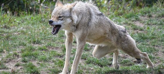 Ataki wilków. Psy „wydzierane” z bud (DRASTYCZNE ZDJĘCIA)