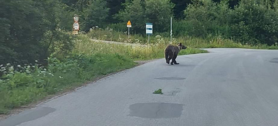 WUJSKIE. Niedźwiedzica była widziana blisko domu!