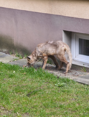 PILNE: Chory lis na sanockich osiedlach. „Przestańcie wyrzucać jedzenie pod bloki!” [VIDEO, ZDJĘCIA]