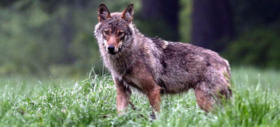 USTRZYKI DOLNE: Jest zgoda na płoszenie wilków. Bronią, petardami lub racami