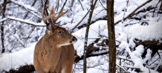 Ruszyła akcja „Wieniec”. Straż Leśna tropi nieetycznych zbieraczy poroża