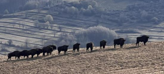 BIESZCZADY: Liczebność żubrów wyraźnie w górę. Leśnicy podali wyniki inwentaryzacji [ZDJĘCIA]