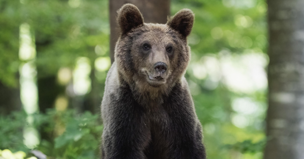 WOŁKOWYJA: Niedźwiedź wdarł się do kurnika przez okno! „Strach pomyśleć, co będzie dalej”