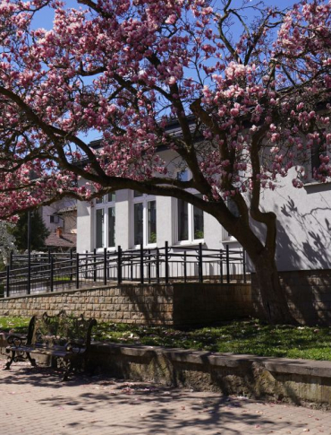 SANOK: Ławeczka Królowej Zofii stanęła pod słynną magnolią [VIDEO, ZDJĘCIA]