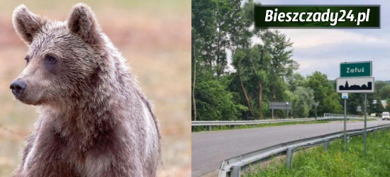Niedźwiedź na drodze krajowej w Załużu! Gmina Sanok wydaje ostrzeżenie