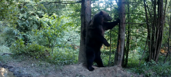 Niedźwiedzia walka o wybrankę serca. Jeden samiec ranny (VIDEO)