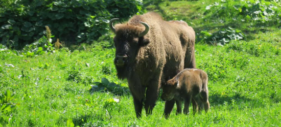 BIESZCZADY: Trwa czas narodzin żubrów. Leśnicy apelują o ostrożność