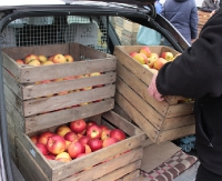 „Jabłkowy” parking pod Areną. Świeże i pachnące owoce dla wszystkich (ZDJĘCIA)