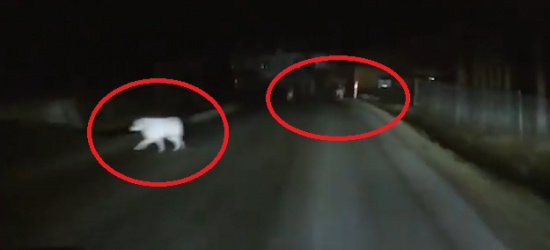 NADOLANY. Trzy wilki atakują psa! (NAGRANIE VIDEO)