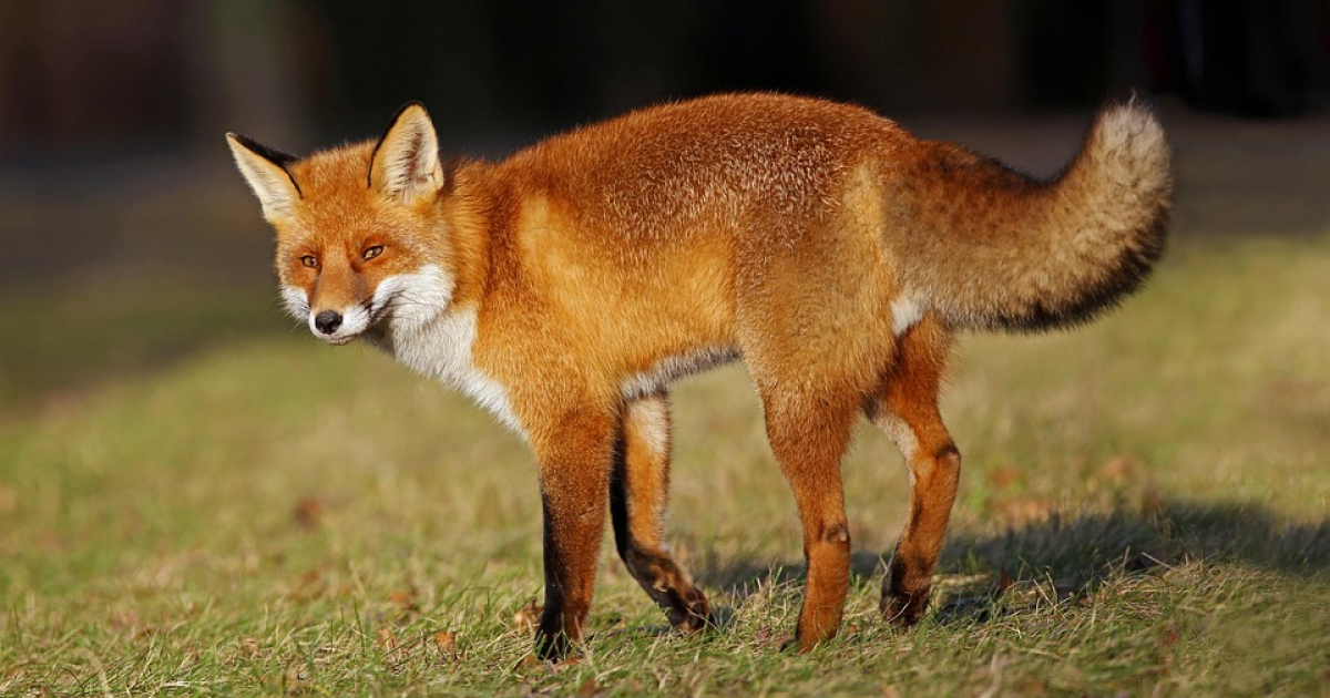 PODKARPACIE: Dodatkowa akcja szczepienia lisów przeciwko wściekliźnie